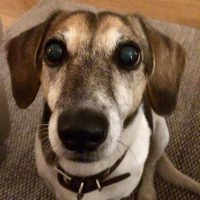 Tierkommunikation Mammalian Design Seelenweg Coaching